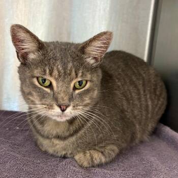 Raphael -  Domestic Short Hair Cat for Adoption in Englewood, Florida - Raphael | PetCurious