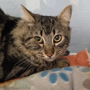 Coachella stray -  Domestic Long Hair Cat for Adoption in Desert Hot Springs, California - Coachella Stray | PetCurious