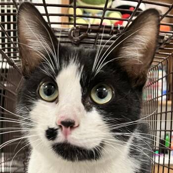 Marble -  Domestic Short Hair Cat for Adoption in Las Cruces, New Mexico - Marble | PetCurious