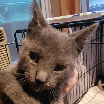 Cinder -  Domestic Short Hair Cat for Adoption in Buffalo, Wyoming - Cinder | PetCurious