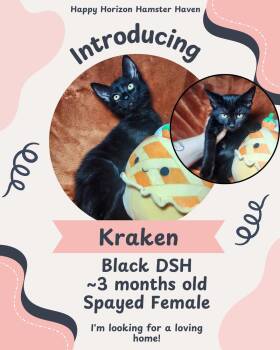 Rescue Domestic Short Hair Cats for Adoption - Kraken | PetCurious