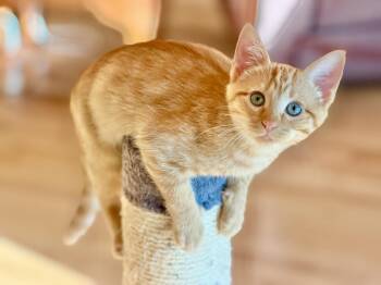 Willow -  Tabby Cat for Adoption in Bentonville, Arkansas - Willow | PetCurious