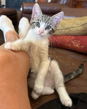 Tubbs -  Domestic Short Hair Cat for Adoption in Mission Viejo, California - Tubbs | PetCurious