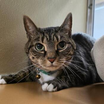 Drizella -  Domestic Short Hair Cat for Adoption in Chatham, Virginia - Drizella | PetCurious