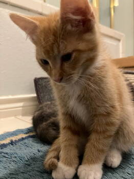 Rescue Domestic Short Hair Cats for Adoption in Dallas, Texas - Tiger Kub NC | PetCurious