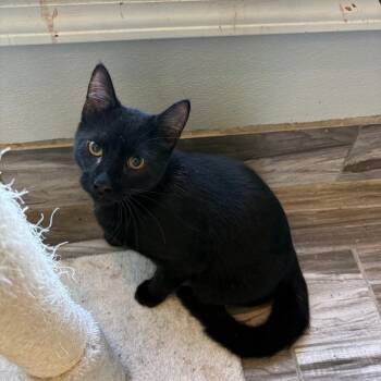Magic -  Domestic Short Hair Cat for Adoption in West Des Moines, Iowa - Magic | PetCurious