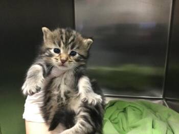 Domestic Short Hair Cats Available for Adoption in Thousand Palms, California - SHELLY | PetCurious