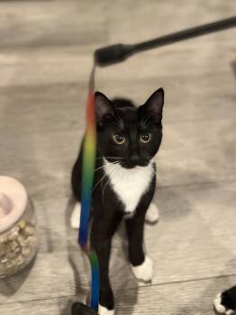 Rescue Domestic Short Hair Cats for Adoption in Manorville, New York - Stella | PetCurious