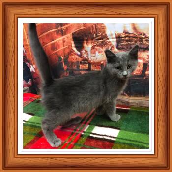 Rescue Domestic Short Hair Cats for Adoption in Buckhannon, West Virginia - SKIPPER | PetCurious