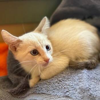 Rescue Siamese and Tabby Cats for Adoption - Ram | PetCurious