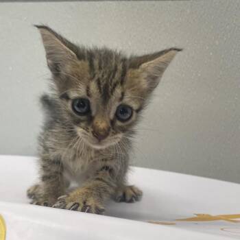 Bambam -  Domestic Short Hair Cat for Adoption in Clearwater, Florida - Bambam | PetCurious