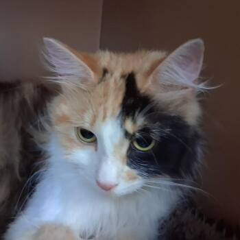 Cali -  Domestic Long Hair Cat for Adoption in Middlebury, Vermont - Cali | PetCurious