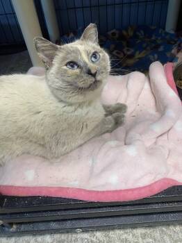 Siamese and Dilute Tortoiseshell Cats Available for Adoption - Meatball & Missy (both Females!) | PetCurious