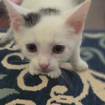 Petal Smurf -  Domestic Short Hair Cat for Adoption in Muncie, Indiana - Petal Smurf | PetCurious