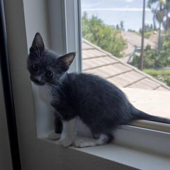 Sparkle -  Domestic Short Hair Cat for Adoption in Tustin, California - Sparkle | PetCurious