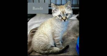 Bandit -  Domestic Short Hair Cat for Adoption in Chalfont, Pennsylvania - Bandit | PetCurious