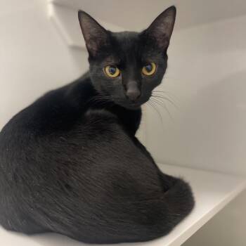 Domestic Short Hair Cats Available for Adoption - Sparrow | PetCurious