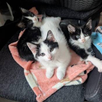 Yellowstone -  Domestic Short Hair Cat for Adoption in Toronto, Ontario - Yellowstone | PetCurious
