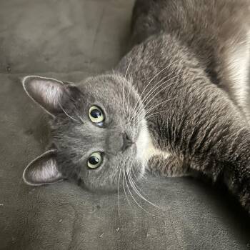 Domestic Short Hair Cats Available for Adoption - Dottie | PetCurious