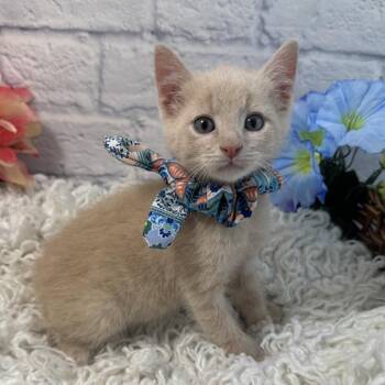 Will -  Domestic Short Hair Cat for Adoption in Harrisonburg, Virginia - Will | PetCurious