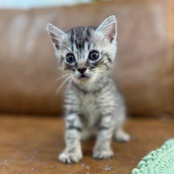 Tabby and Domestic Short Hair Cats Available for Adoption in Friendswood, Texas - Maui The Silver Surfer | PetCurious