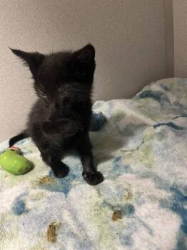 A136820 -  Domestic Short Hair Cat for Adoption in Palmetto, Florida - A136820 | PetCurious