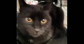 Domestic Short Hair Cats Available for Adoption - Scuddy | PetCurious