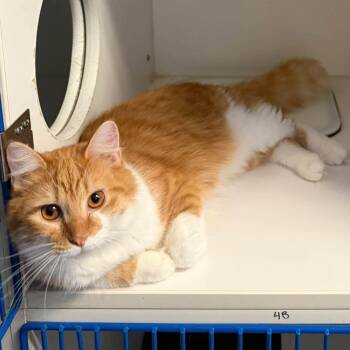 Edmund -  Domestic Medium Hair Cat for Adoption in Weldon, Illinois - Edmund | PetCurious