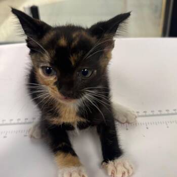 Fractious Raelyn -  Domestic Short Hair Cat for Adoption in Columbiana, Alabama - Fractious Raelyn | PetCurious