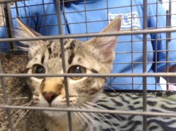 ZURI -  Domestic Short Hair Cat for Adoption in Tulsa, Oklahoma - ZURI | PetCurious