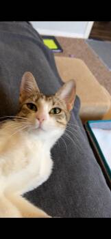 Natty -  Domestic Short Hair Cat for Adoption in Las Vegas, Nevada - Natty | PetCurious