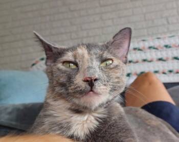Karol -  Dilute Tortoiseshell Cat for Adoption in Wyandotte, Michigan - Karol | PetCurious