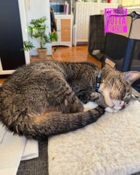 Rescue Domestic Short Hair Cats for Adoption in Vancouver, British Columbia - Harold | PetCurious