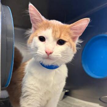 Puff -  Domestic Long Hair Cat for Adoption in Chicago, Illinois - Puff | PetCurious