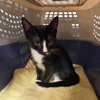 Marshall -  Domestic Short Hair Cat for Adoption in Port Charlotte, Florida - Marshall | PetCurious