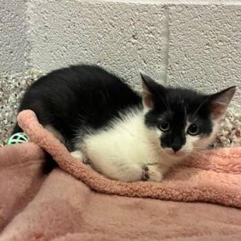Inky -  Domestic Short Hair Cat for Adoption in Gastonia, North Carolina - Inky | PetCurious