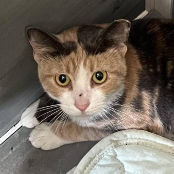 Essie - Working Cat -  Domestic Short Hair Cat for Adoption in Sarasota, Florida - Essie - Working Cat | PetCurious