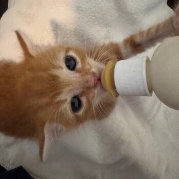 Ernest -  Domestic Short Hair Cat for Adoption in San Antonio, Texas - Ernest | PetCurious