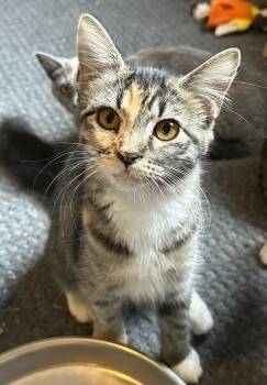 Rescue Domestic Medium Hair Cats for Adoption in Vancouver, Washington - Latte April | PetCurious