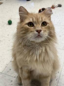 Domestic Short Hair Cats Available for Adoption in Boston, Massachusetts - CHESTER | PetCurious