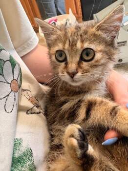 Bot -  Domestic Short Hair Cat for Adoption in Warren, Pennsylvania - Bot | PetCurious