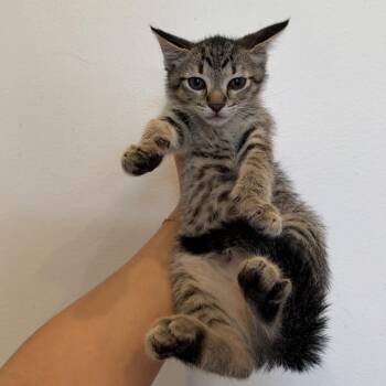 Domestic Short Hair Cats Available for Adoption in Chattanooga, Tennessee - JSON | PetCurious