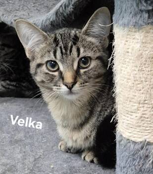 Domestic Short Hair Cats Available for Adoption - Velka | PetCurious