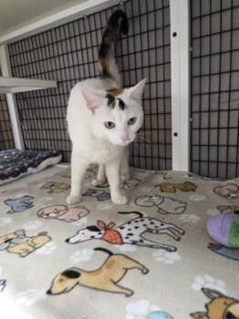 Domestic Short Hair Cats Available for Adoption - Gamma | PetCurious