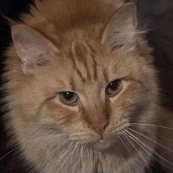 Domestic Medium Hair Cats Available for Adoption in Indianapolis, Indiana - Scruffy | PetCurious