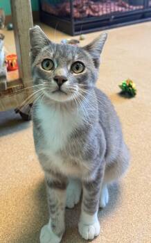 Guerro -  Domestic Short Hair Cat for Adoption in Brookings, South Dakota - Guerro | PetCurious