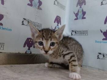 CRY CRY -  Domestic Short Hair Cat for Adoption in Orlando, Florida - CRY CRY | PetCurious