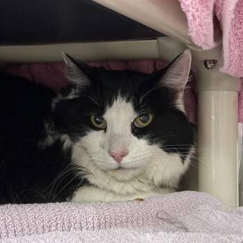 Domestic Short Hair Cats Available for Adoption in Las Vegas, Nevada - RAVIOLI | PetCurious