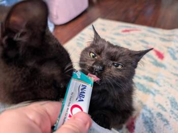 Domestic Medium Hair Cats Available for Adoption in Albuquerque, New Mexico - Scribble | PetCurious