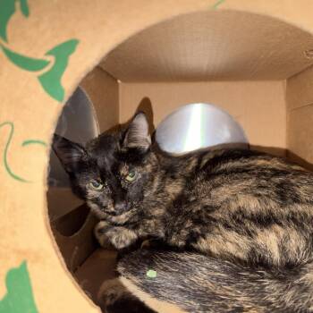 Baby -  Domestic Short Hair Cat for Adoption in Brentwood, Missouri - Baby | PetCurious